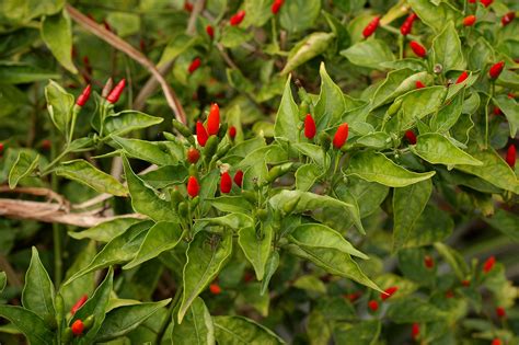 Flora of Mozambique: Species information: individual images: Capsicum ...