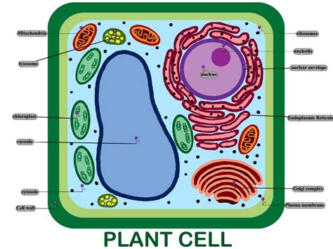 Plant Cell Labelling Worksheet