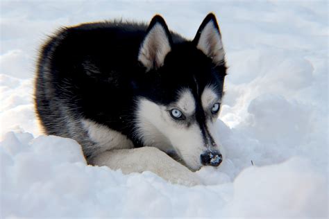 Arctic Huskies DNA related to ancient Siberian wolf – Indigenous, the Other Story