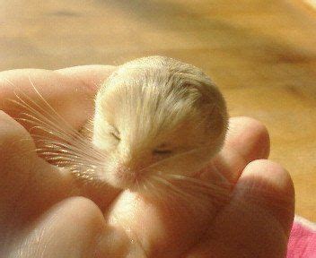 pygmy jerboa. SO CUTE! | Baby animals pictures, Super cute animals ...