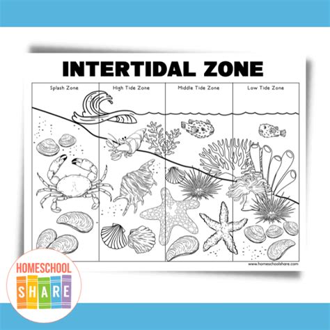 Ocean Zones Diagram For Kids