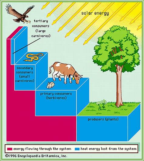 Environmental Biology