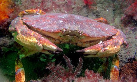 Rock Crab - What to know, when & where to get it — Monterey Bay Fisheries Trust