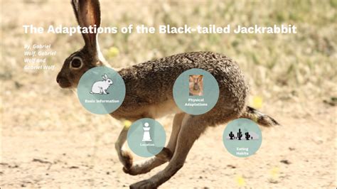 The Adaptations of the Black-tailed Jackrabbit by Man Guy on Prezi