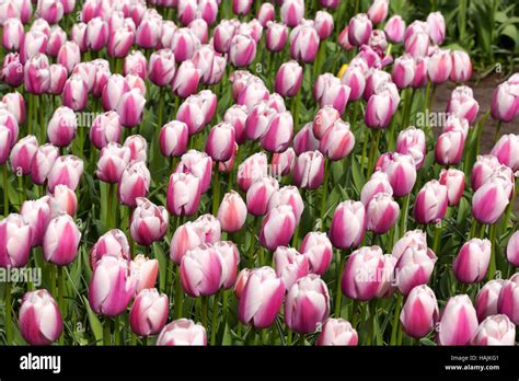 Tulips in the Keukenhof park. Netherlands Stock Photo - Alamy