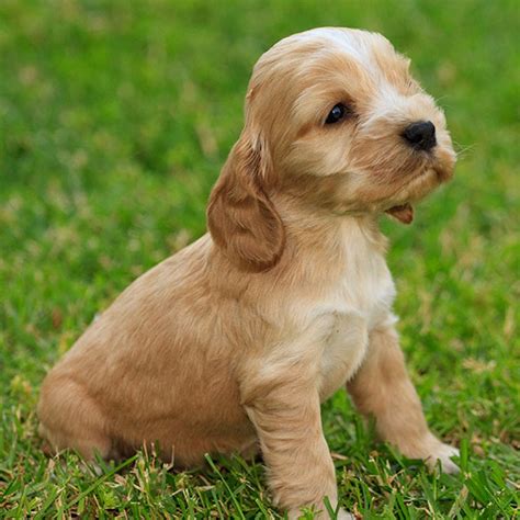 #1 | Cocker Spaniel Puppies For Sale In New York