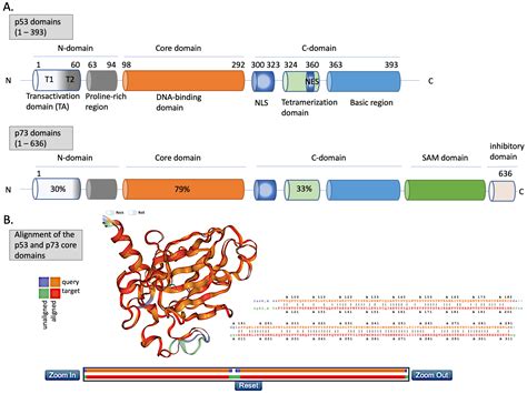 P53 Protein famliy | Encyclopedia MDPI