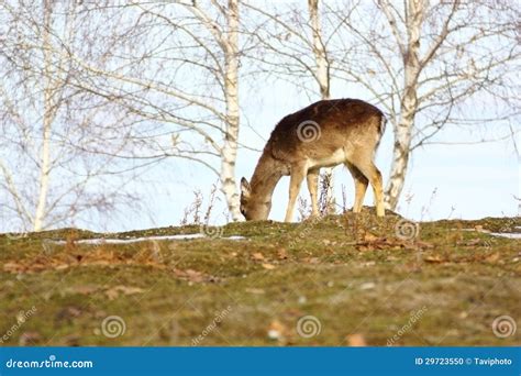 Deer fawn grazing stock photo. Image of female, mammal - 29723550