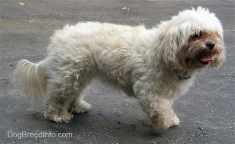 23+ Maltese Male Full Grown - l2sanpiero