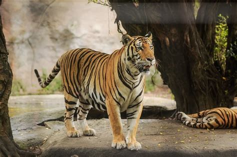 Byculla zoo authorities move all animals to their holding areas