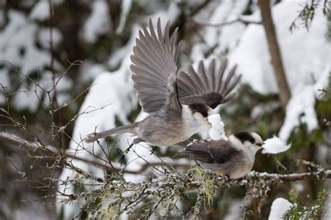 Oh, Canada! The Canada Jay Gets Its Name Back in Time for the Holiday - U of G News