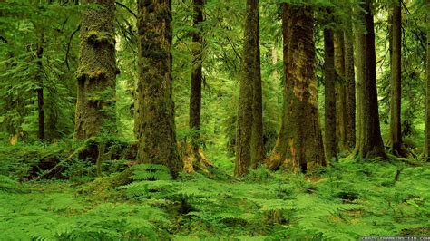 Green Forest - Image Abyss