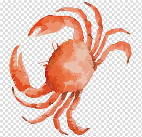 crab illustration clipart 20 free Cliparts | Download images on Clipground 2024