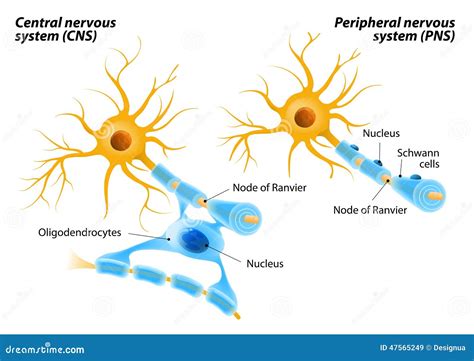 Schwann Cells And Oligodendrocytes Stock Photo - Image: 47565249