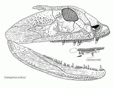 Crassigyrinus Fossil