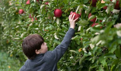 Fall Apple Picking - Osbon Capital Management