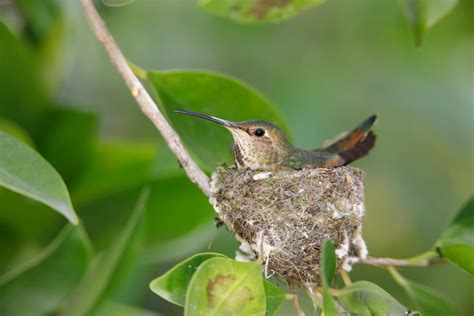 Meet The Allen’s Hummingbird (Facts & Photos)