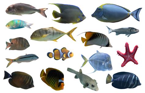 Image of aquarium tropical fish they swim together 21081737 PNG