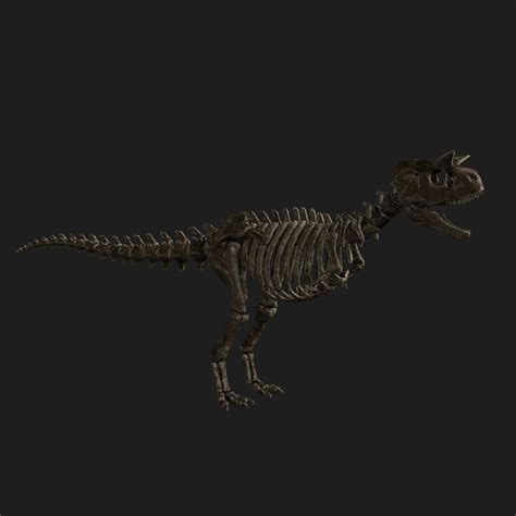 3D rigged carnotaurus skeleton - TurboSquid 1562487