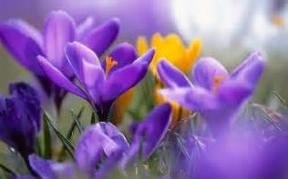 Purple Crocuses Wallpapers | HD Wallpapers | ID #12692