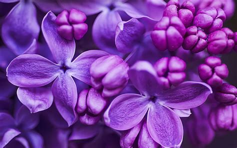 2560x1600px | free download | HD wallpaper: Flowers Of Lilac Purple ...