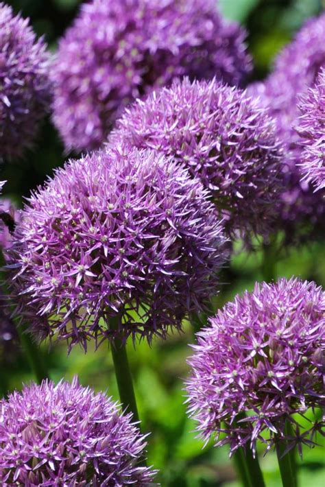 Allium - planting and advice on how to care for this beautiful purple bloom