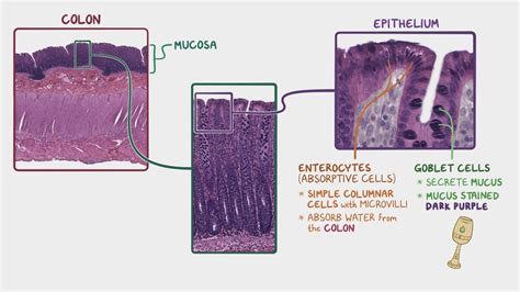 Colon histology: Video, Anatomy, Definition & Function | Osmosis