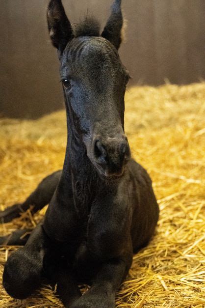 Foal speed ahead: Caring for the newborn horse | Cornell University ...