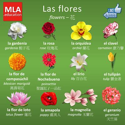 ¡Qué viva el español!: Flores e insectos | Idioma de las flores ...