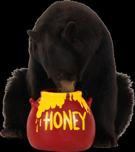 Bear Eating Honey Clipart - Large Size Png Image - PikPng