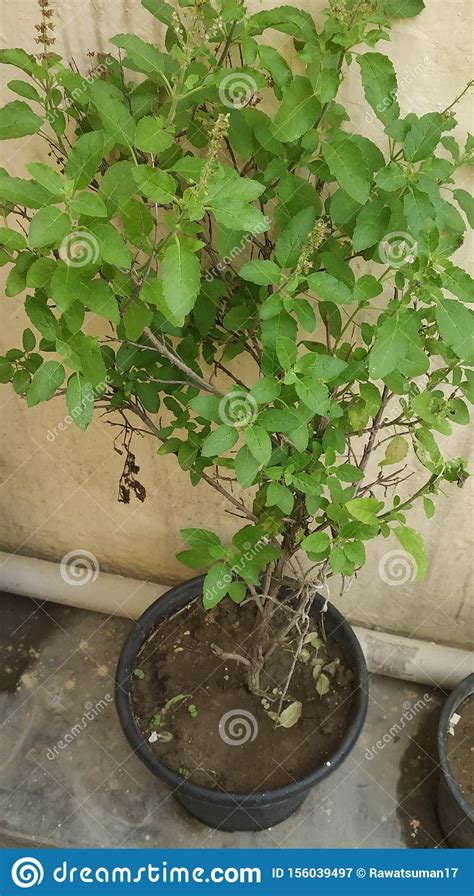 It is a sacred Tulsi plant stock image. Image of hinduism - 156039497