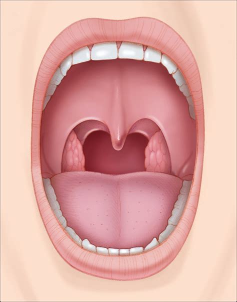 Oral cavity clipart - Clipground