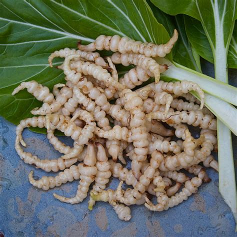 Chinese Artichokes - How to grow - Incredible Vegetables