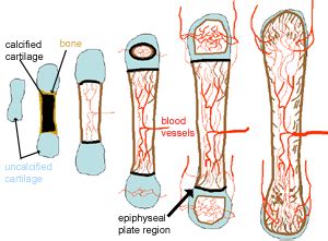 Cartilage, Bone & Ossification: The Histology Guide