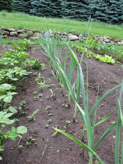 Quick Tips for Garlic Spacing – Properly Rooted