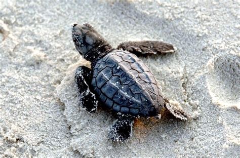 Kemp’s Ridley Sea Turtle – "OCEAN TREASURES" Memorial Library