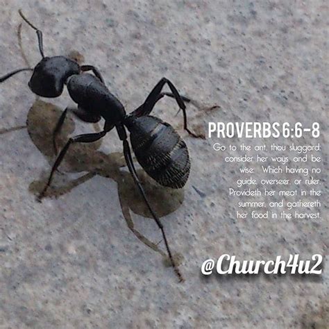 Proverbs 6:6-8 “Go to the ant, thou sluggard; consider her ways, and be wise: Which having no ...