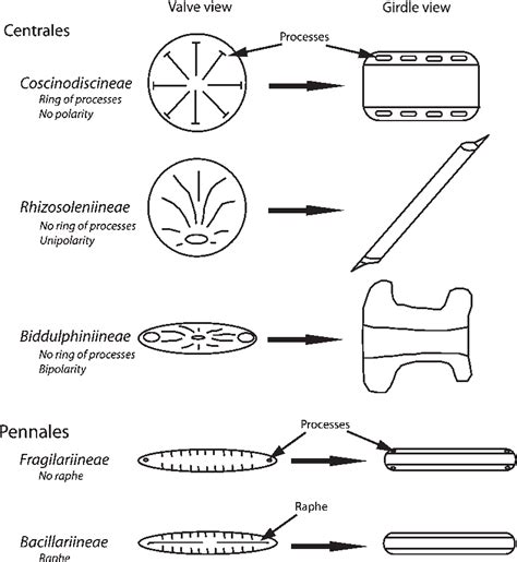 Scientific Classification Diatoms