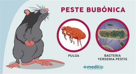 La peste bubónica: ¿causada por ratas o humanos? - Meditip