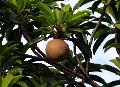 Sapota Flower Drop, Fruit Drop Causes, Control | Agri Farming