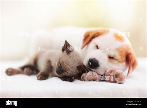 Cat and dog sleeping together. Kitten and puppy taking nap. Home pets ...