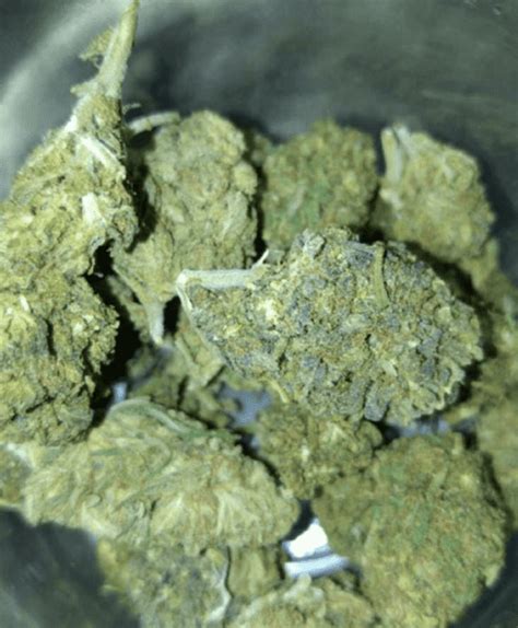 Jack Herer Marijuana Strain - Weed CastMed UK