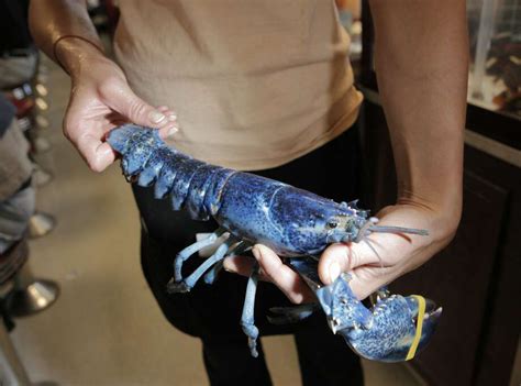 Rare blue lobster saved from Red Lobster restaurant finds new home at local zoo - Beaumont ...