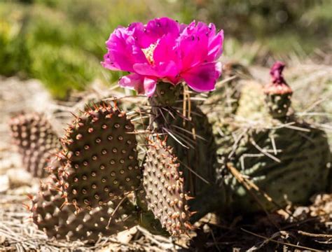 Echinopsis Care: Mastering Tips for Vibrant Home Cacti