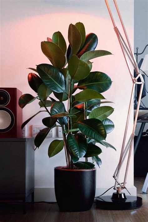 10 Lush Indoor Plants Ideas To Decorate Your Home | Jardineria y ...