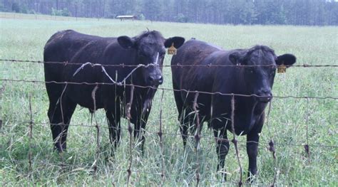 Cattle rancher educational program returns virtually for 2021 | Morning ...