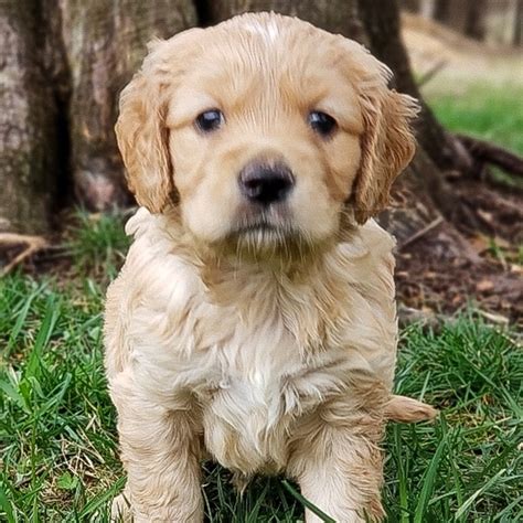 Indy Golden Cocker Retriever Puppy 637516 | PuppySpot