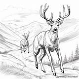 Mule Deer Coloring Pages  Free & Printable sketch template