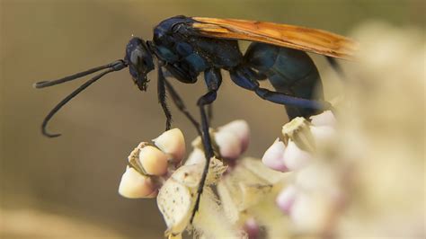 An Entomology Expert Explains How To Identify And Get Rid Of Tarantula Hawk Wasps