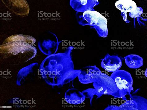 Singapore Sentosa Island Sea Aquarium Jellyfish Stock Photo - Download ...